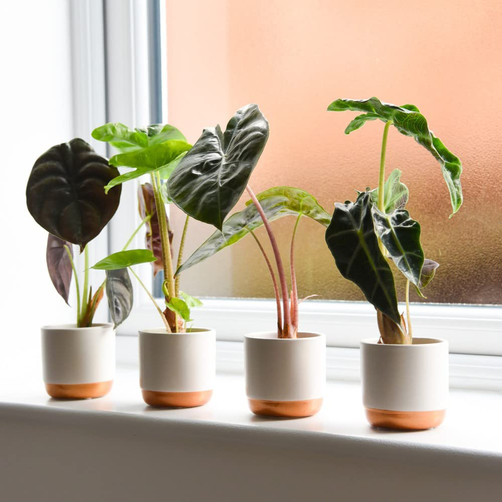 Thompson & Morgan Alocasia Cuprea Mix Potted Plant 6cm 3 Pack Image 3