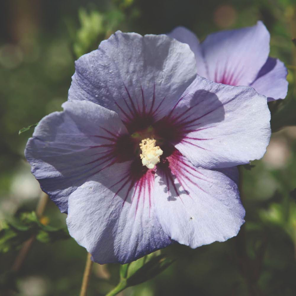 Thompson & Morgan Hibiscus Syriacus Marina Plant Pot 10L Image 1