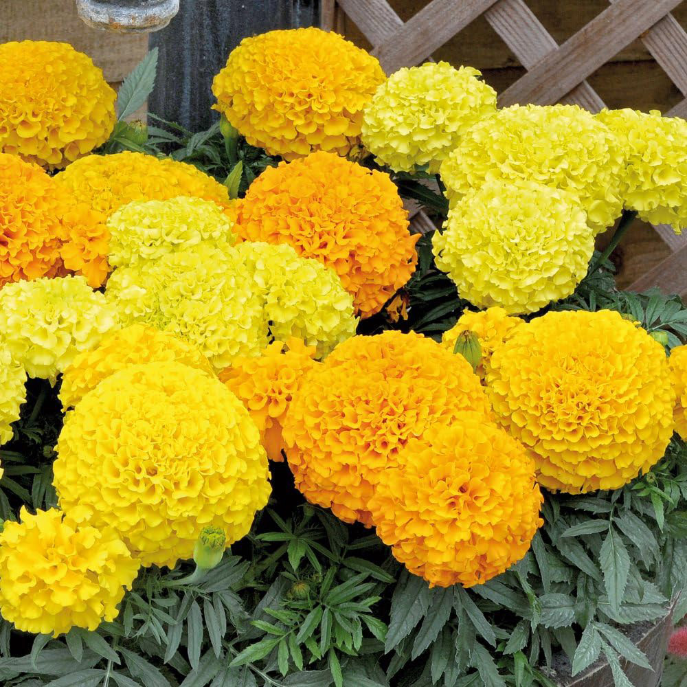 Thompson and Morgan Marigold Marvel Mix Garden Ready Plant 30 Pack Image 4