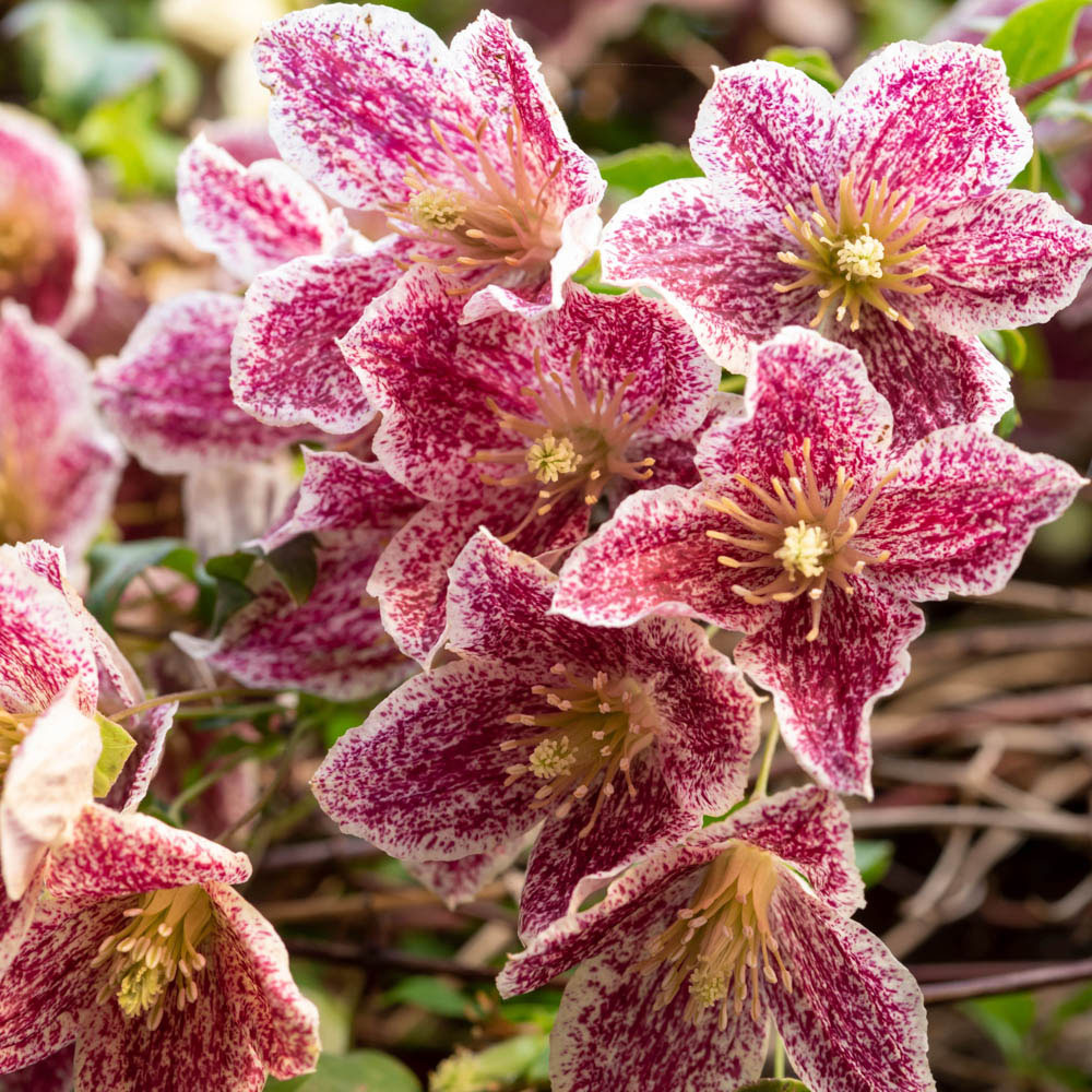 wilko Clematis Evergreen Freckles Plant Pot 3 Pack Image 2