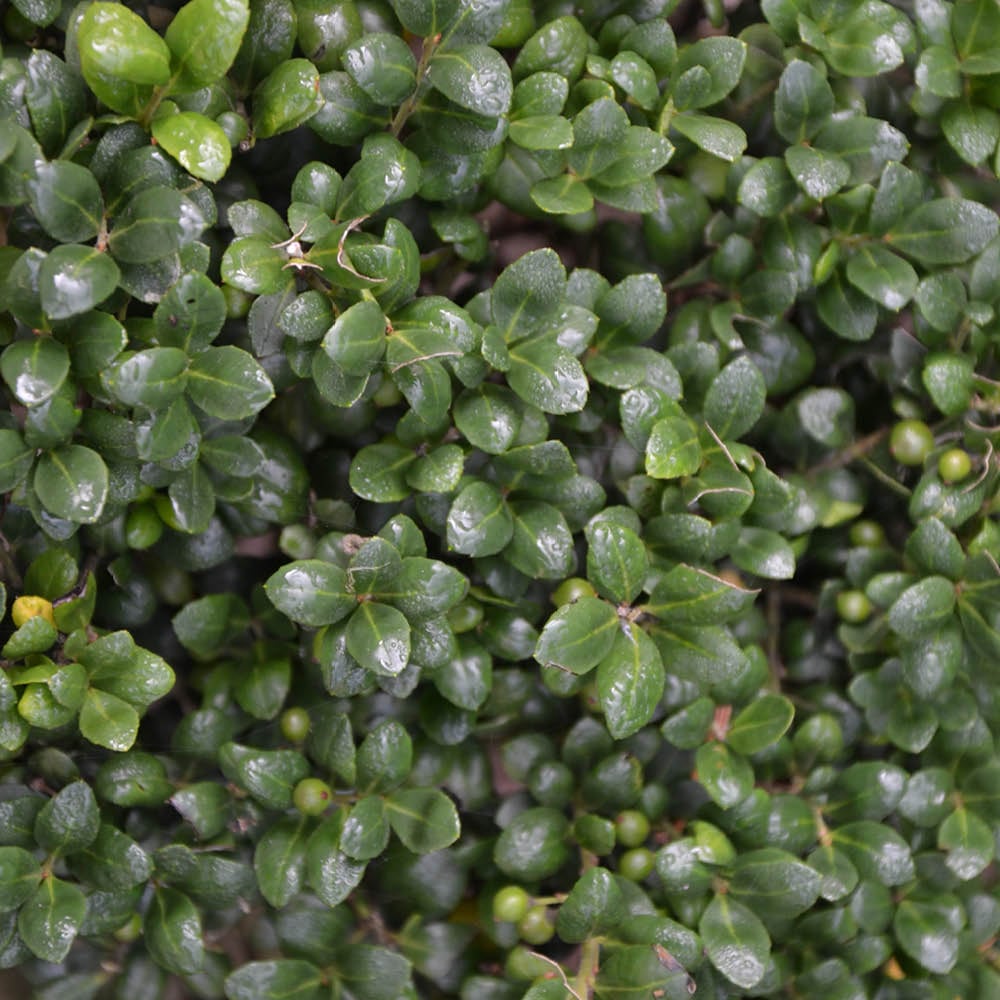 YouGarden Japanese Holly Green Hedge Ilex Crenata Plant in Pot 9cm 24 Pack Image 1