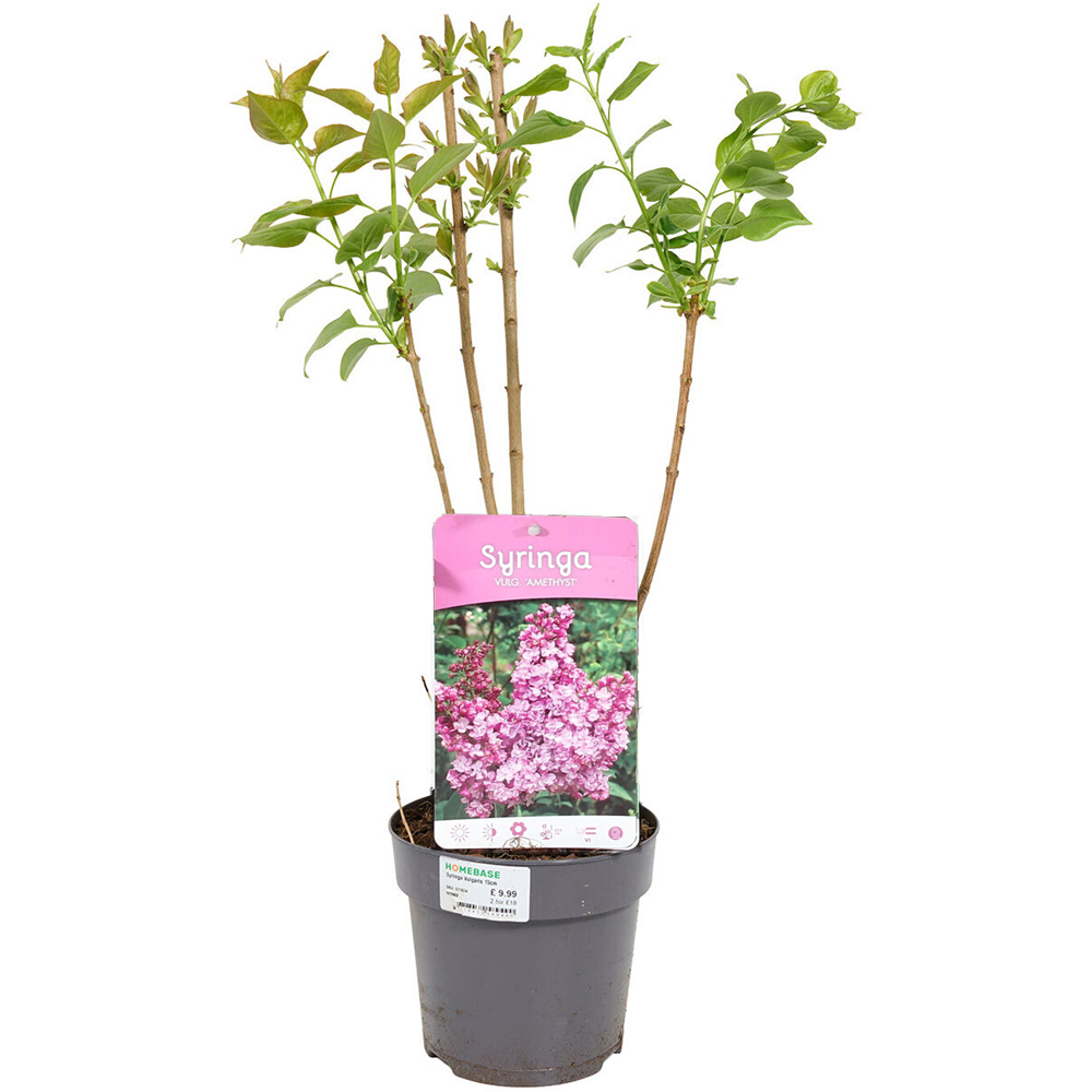 Syringa Vulgaris Plant Image 6