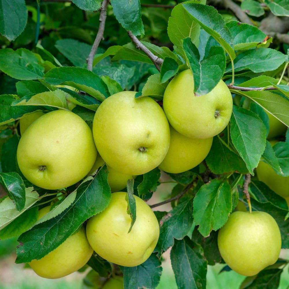 Thompson and Morgan Apple Malus Golden Delicious Tree Pot 5L 2 Pack Image 2