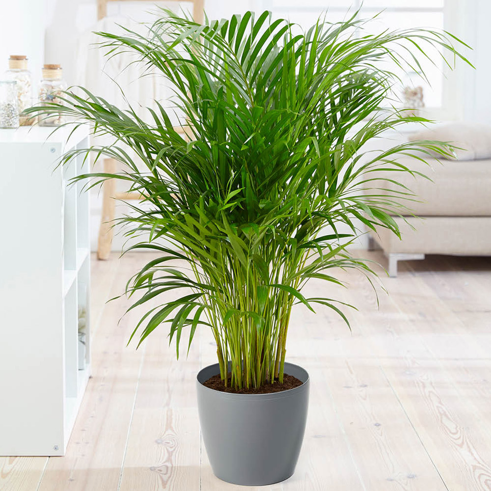 YouGarden Areca Palm with Grey Pot Cover Image 1
