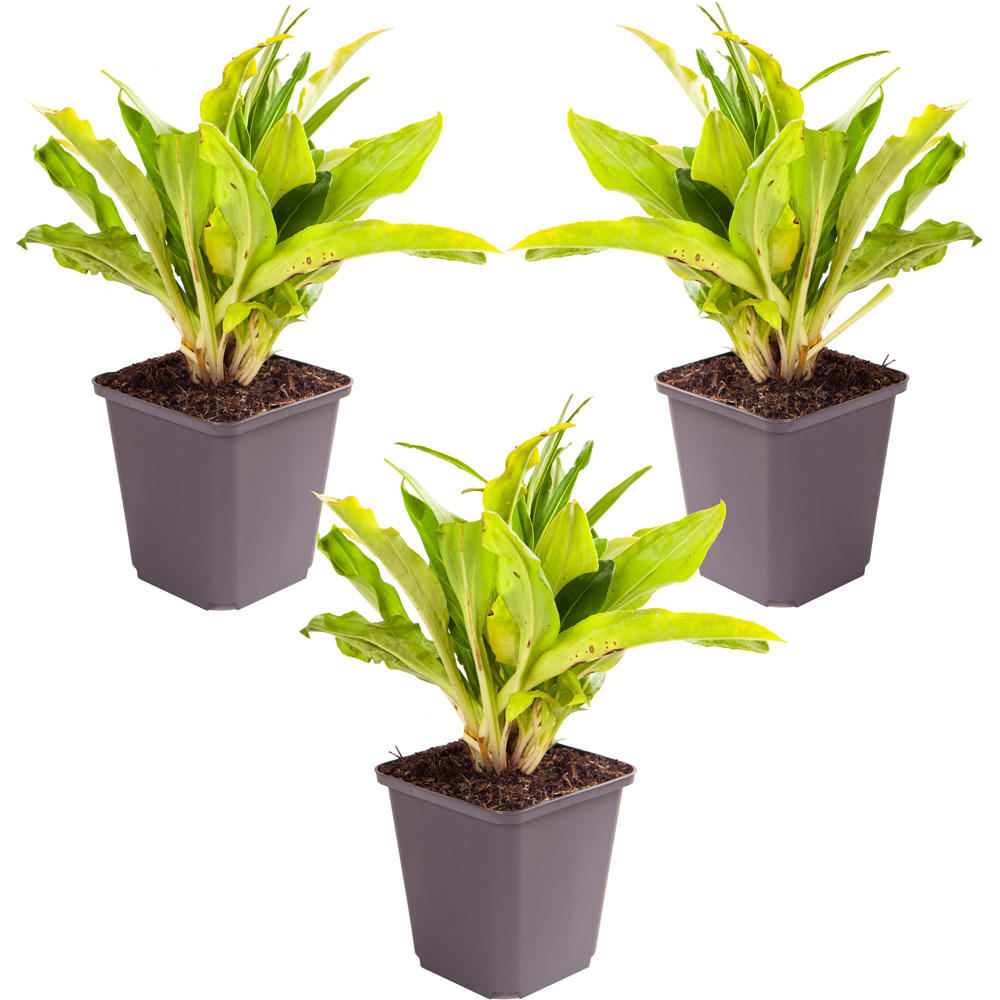 wilko Veronica Gentianoides Gentian Speedwell Plant Pot 3 Pack Image 3
