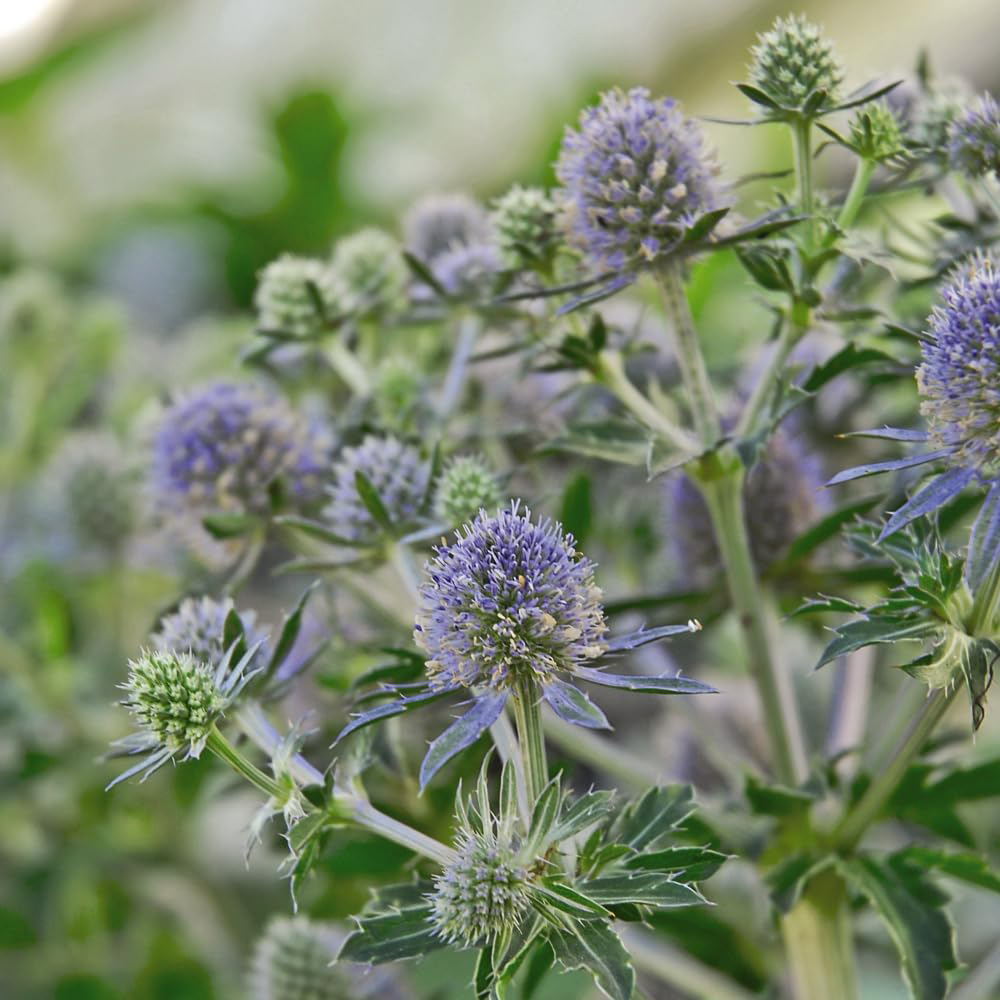 Thompson and Morgan Eryngium Planum Blue Hobbit Plant Pot 9cm 2 Pack Image 1