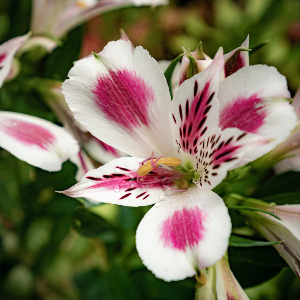 Thompson & Morgan Alstroemeria Inticancha White Pink Blush Jumbo Plant Plug Image 3