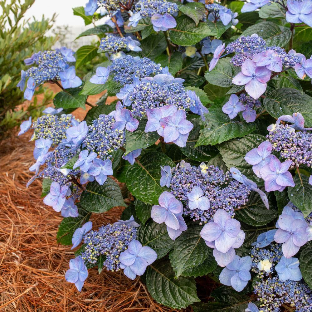 Thompson and Morgan Hydrangea Endless Summer Pop Star Plant Pot 5L Image 3