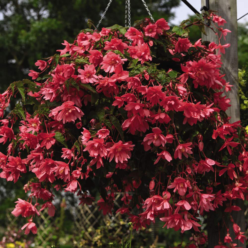 Thompson and Morgan Begonia Funky Pink Garden Ready Plant 15 Pack Image 2