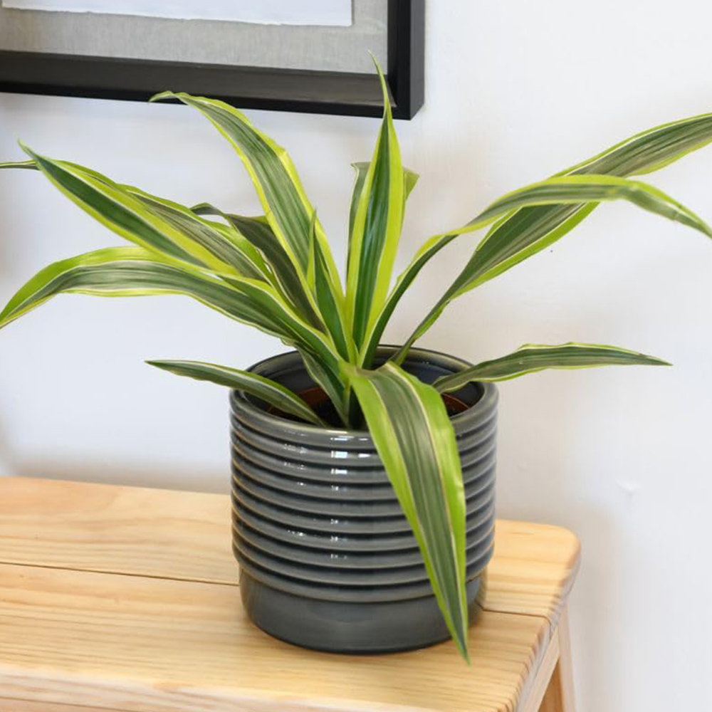 Thompson and Morgan Dracaena Dragon Tree Fragrans Lemon Lime Plant Pot 12cm 2 Pack Image 1