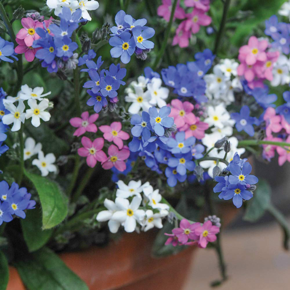 Thompson and Morgan Myosotis Forget Me Not Garden Ready Plant 30 Pack Image 1