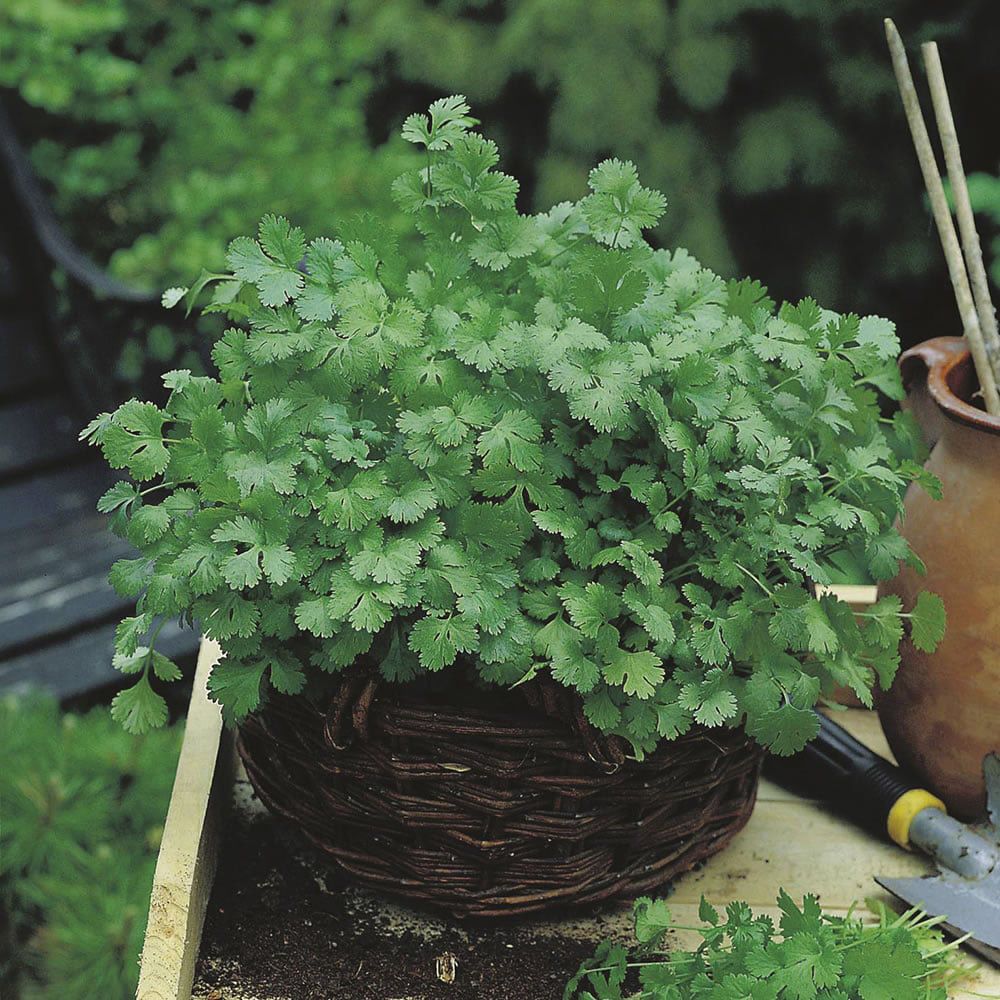 Wilko Coriander Cilantro Seeds Image 2