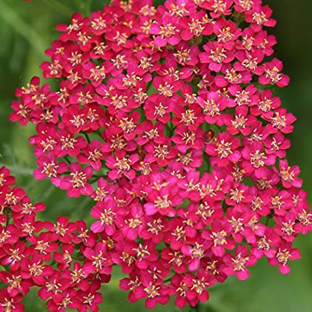 Thompson and Morgan Achillea Cerise Queen Plug Plant 48 Pack Image 6