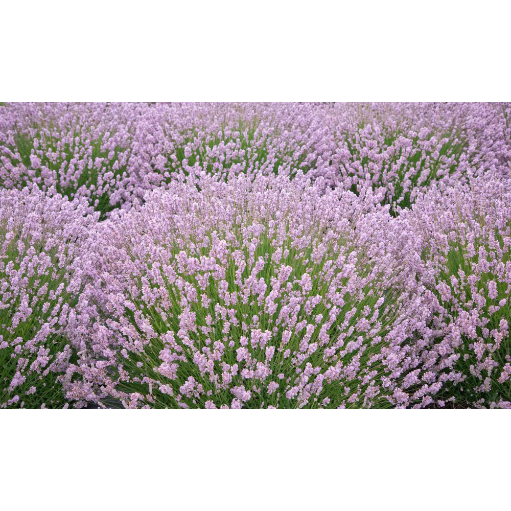 Thompson and Morgan Lavender Angustifolia Rosea Plant Pot 9cm 2 Pack Image 2