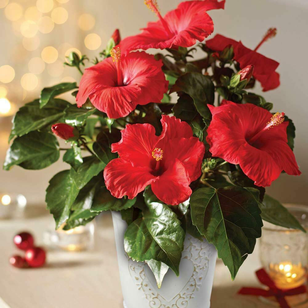 Thompson and Morgan Christmas Gift Hibiscus Flair Plant Pot 13cm 2 Pack Image 1