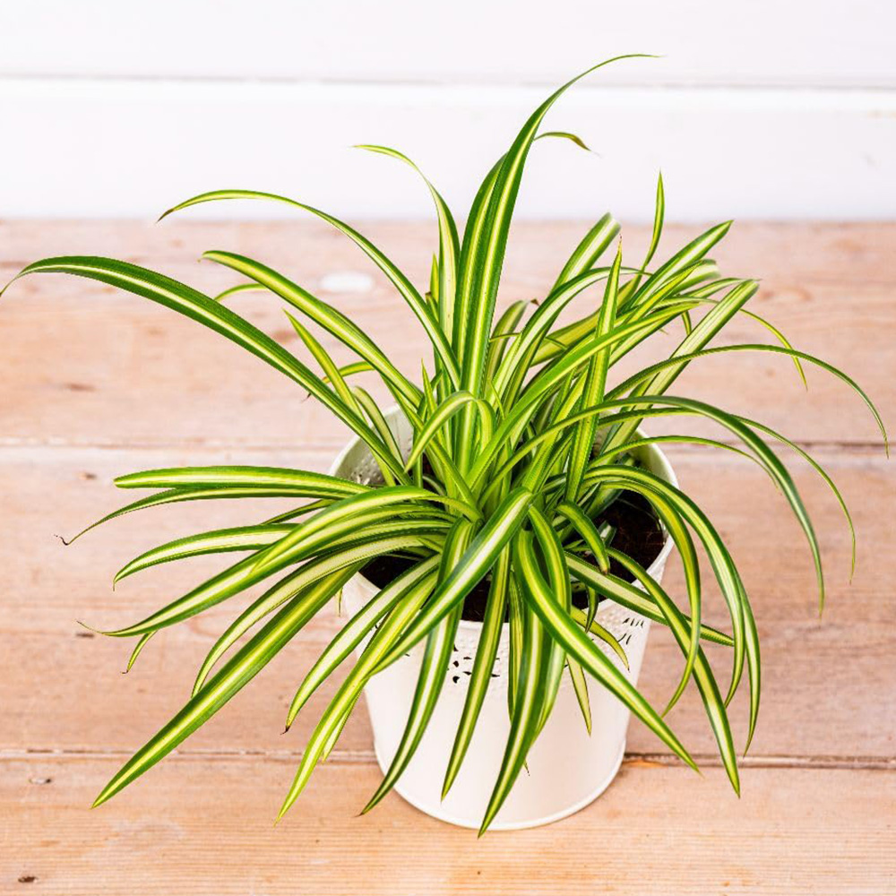 Thompson and Morgan Chlorophytum Spider Plant Atlantic Plant Pot 12cm 2 Pack Image 1