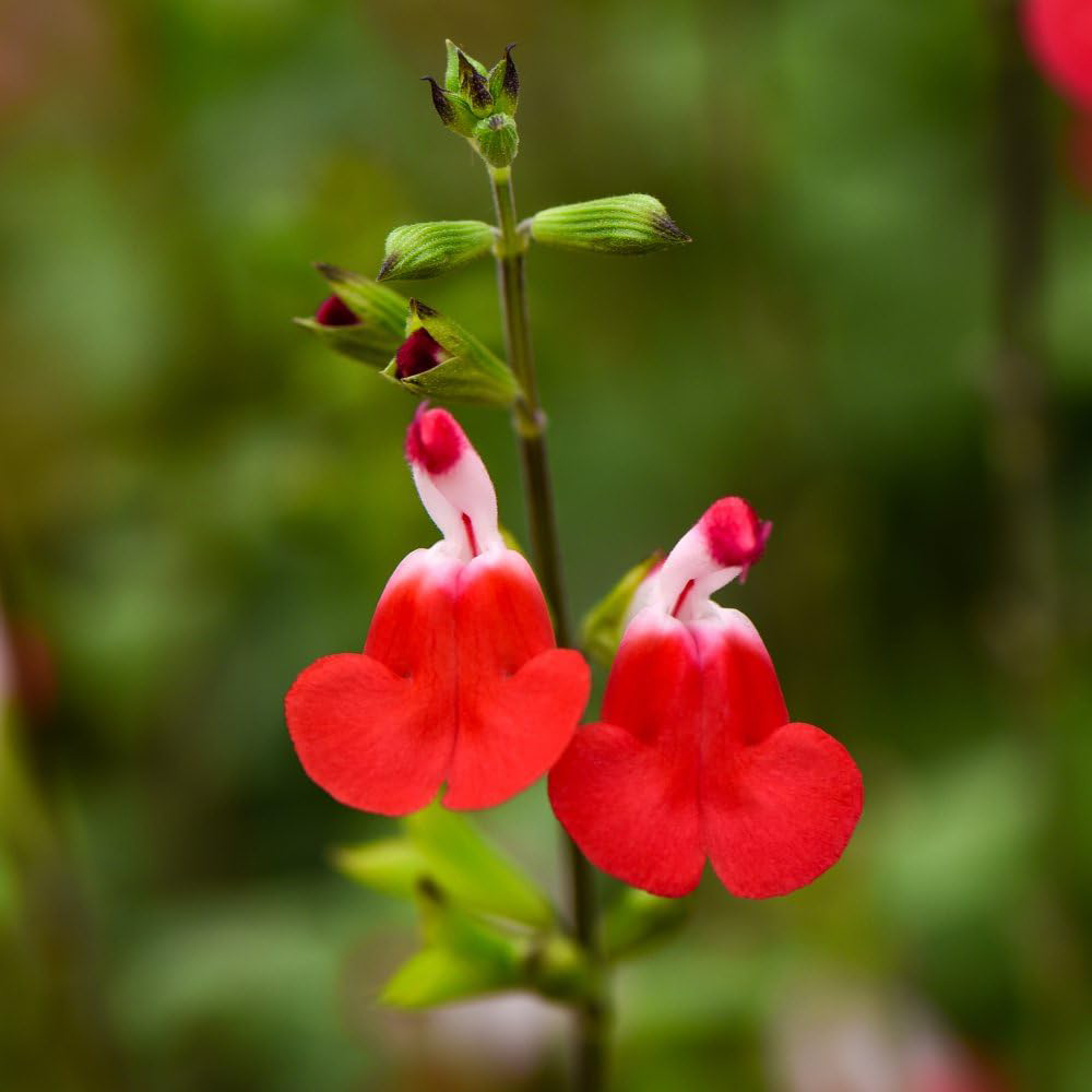 Thompson and Morgan Salvia Hot Lips Plant in Pot 9cm 3 Pack Image 2