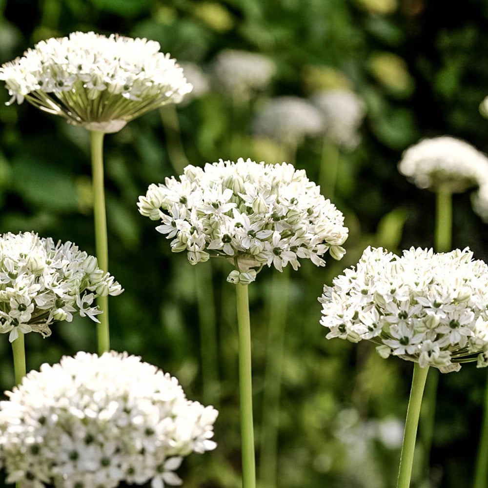 wilko Allium Collection Mixed Planting Bulb 100 Pack Image 6