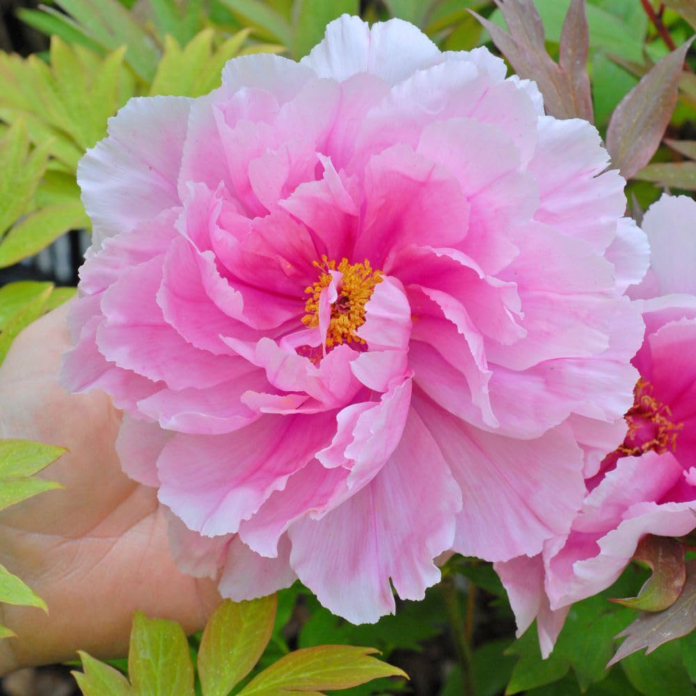 Thompson and Morgan Paeonia Pink Peony Tree Pot 12cm 2 Pack Image 1
