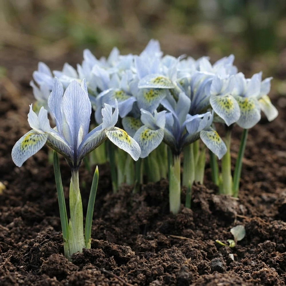 Thompson and Morgan Iris Katharine Hodgkin Autumn Planting Bulb 32 Pack Image 2