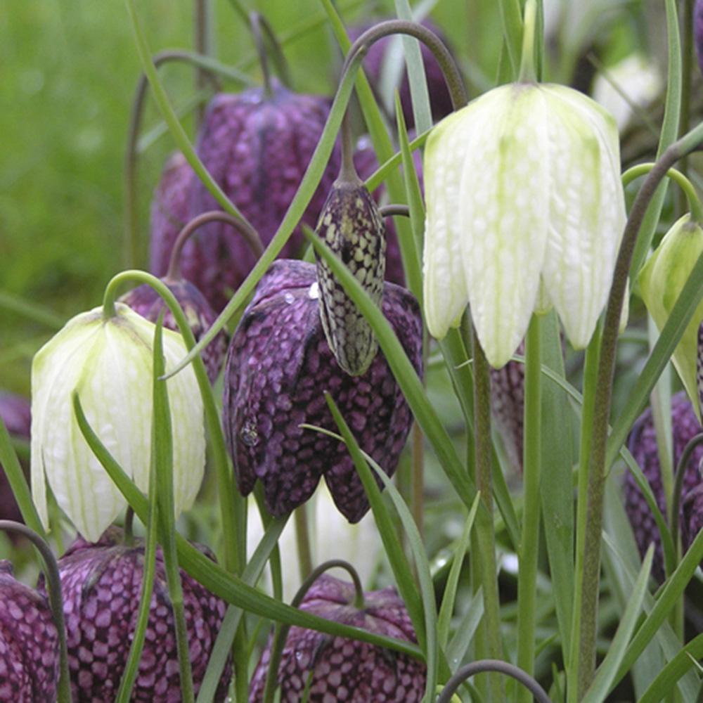 wilko Snakeshead Fritillary Multicolour Planting Bulb 25 Pack Image 3
