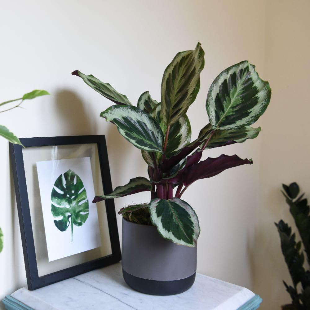 Thompson and Morgan Calathea Roseopicta Medallion Plant Pot 19cm 2 Pack Image 5