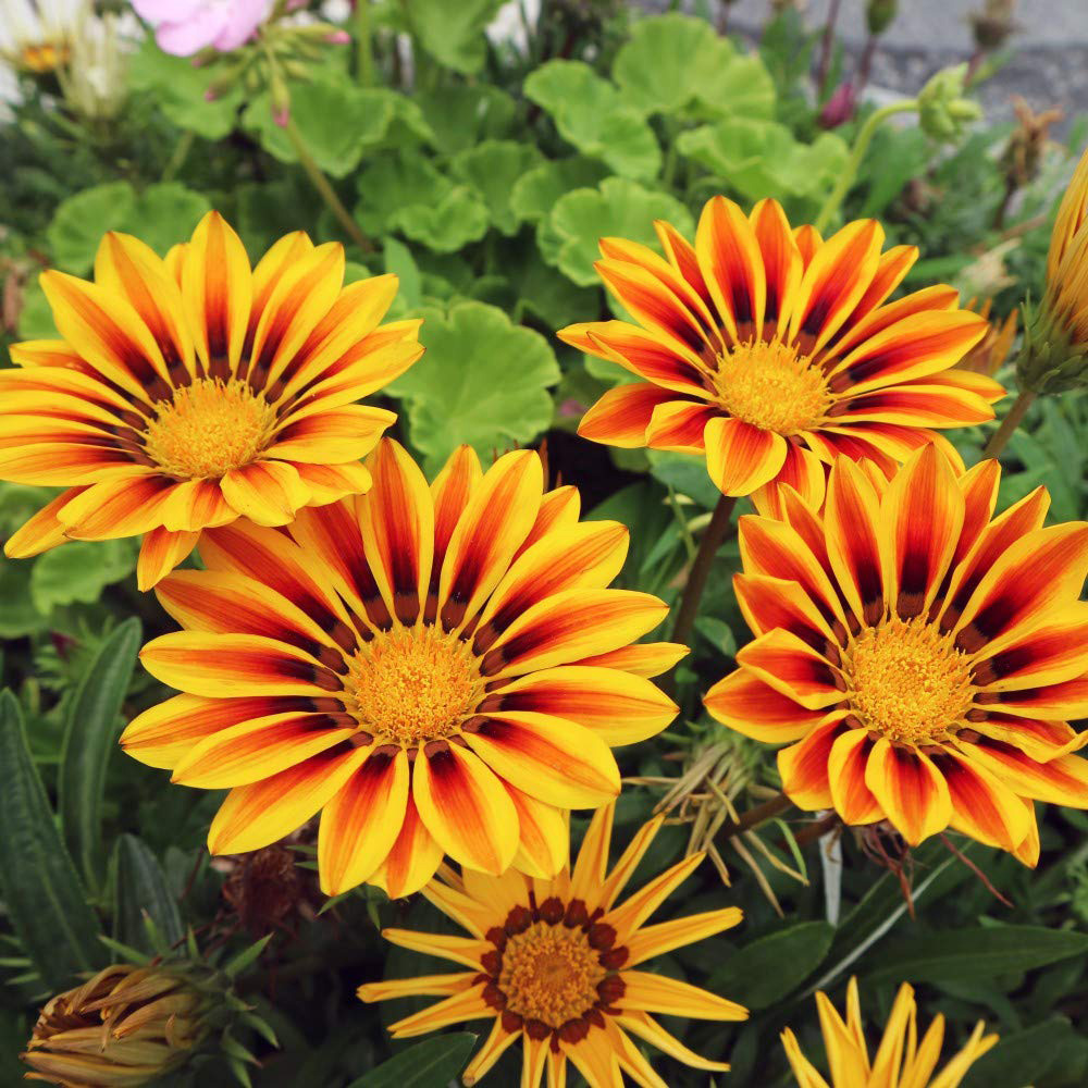 Thompson and Morgan Container Collection Mixed Plant Plug 24 Pack with Flower Seed 10 Pack Image 5