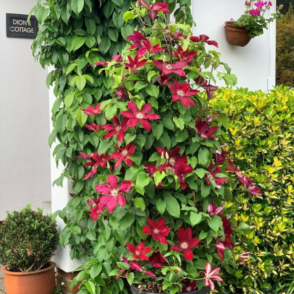 Thompson and Morgan Clematis Rebecca Plant Pot 3L 2 Pack Image 4