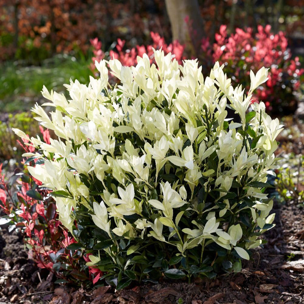 Thompson and Morgan Euonymus Japonicus Himalaya Plant Pot 7.5L Image 2