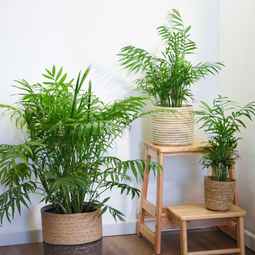 Thompson and Morgan Chamaedorea Elegans Plant Pot 12cm 2 Pack Image 2