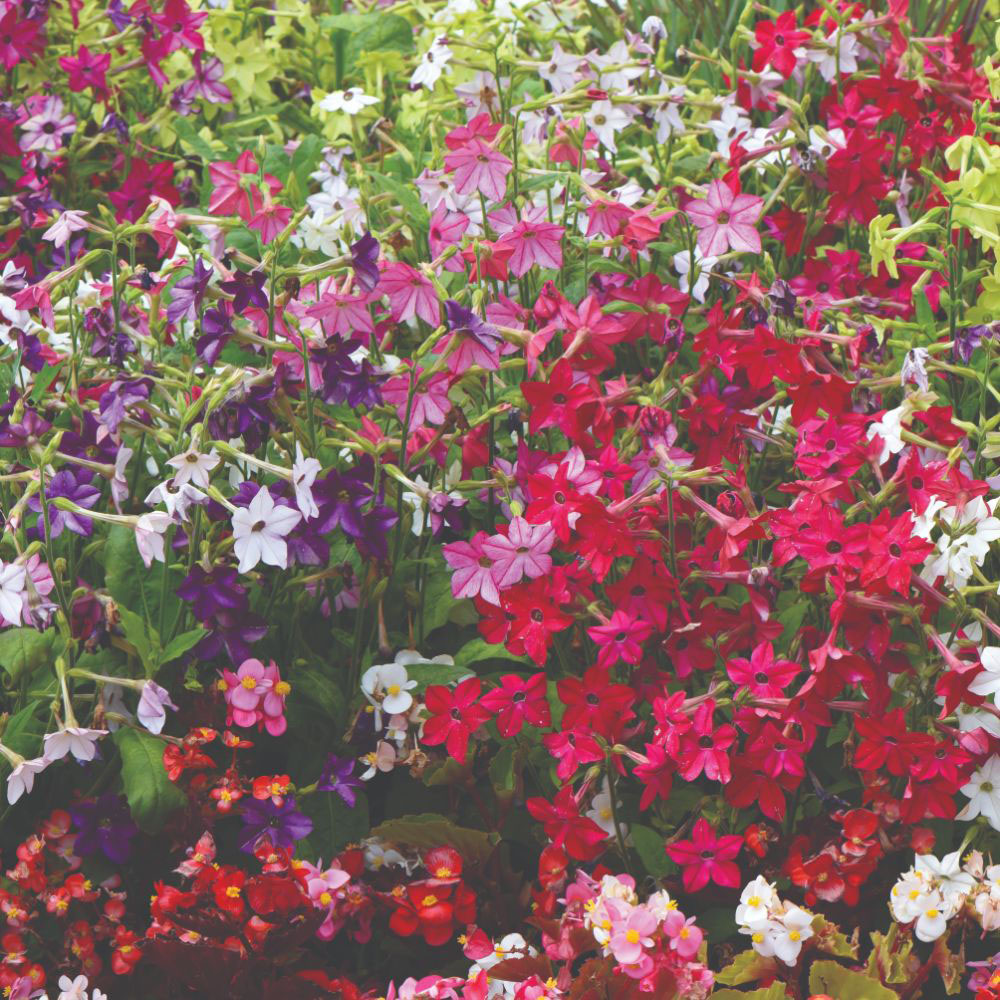 Thompson and Morgan Nicotiana Eau De Cologne Garden Ready Plant 15 Pack Image 2