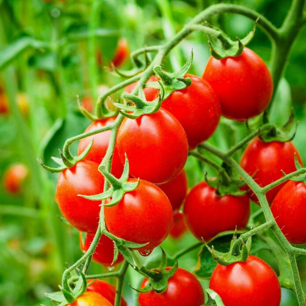 Thompson and Morgan Organic Tomato Koralik Seeds Image