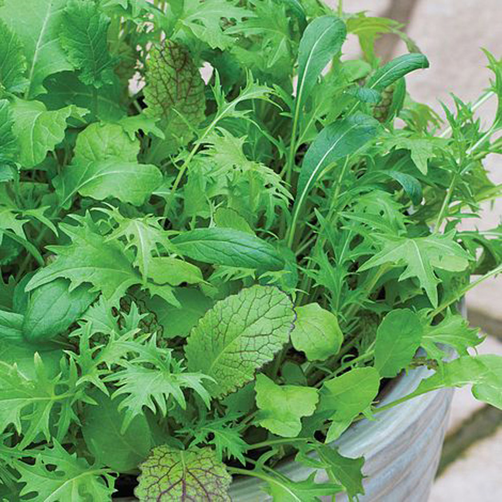 Thompson & Morgan Salad Leaves Nice and Spicy Mixed 250 Seeds Packet Image 1
