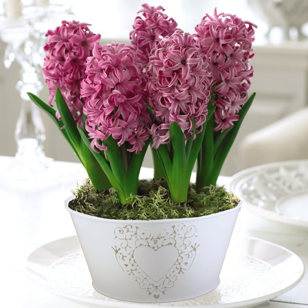 Thompson and Morgan Christmas Gift Hyacinth Scented Pink Pearl 5 Planting Bulb in Pot 16cm 2 Pack Image 1