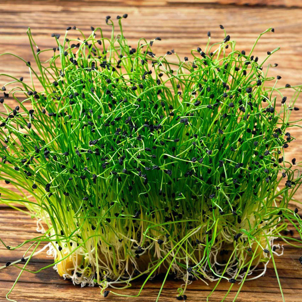 Thompson and Morgan Microgreens Chives Garlic Seeds Image 1
