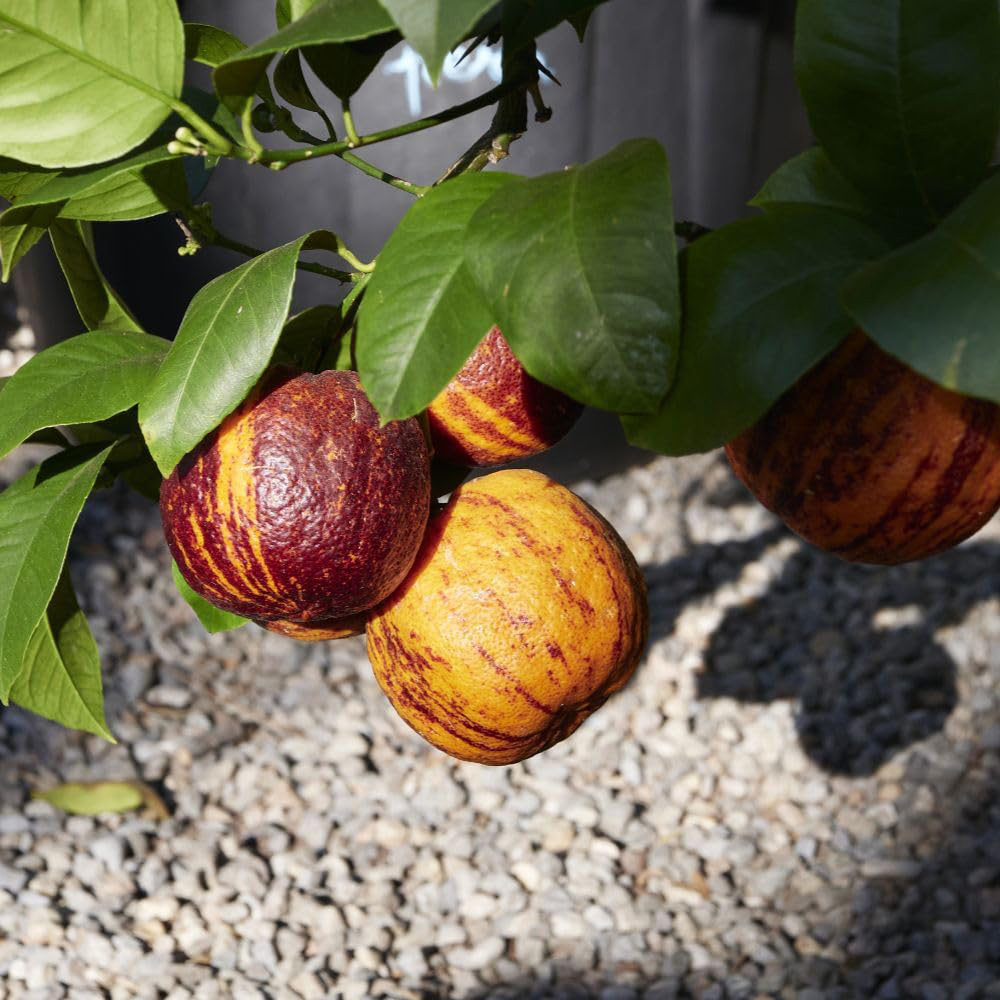 Thompson and Morgan Citrus Meyeri x Sinensis Arcobal Plant Pot 3L 2 Pack Image 2