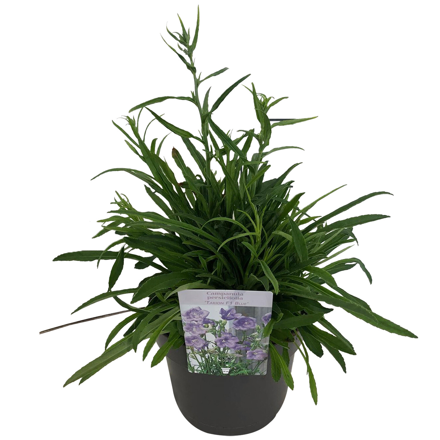 Peren Campanula Takion Blue 15cm - Green Image