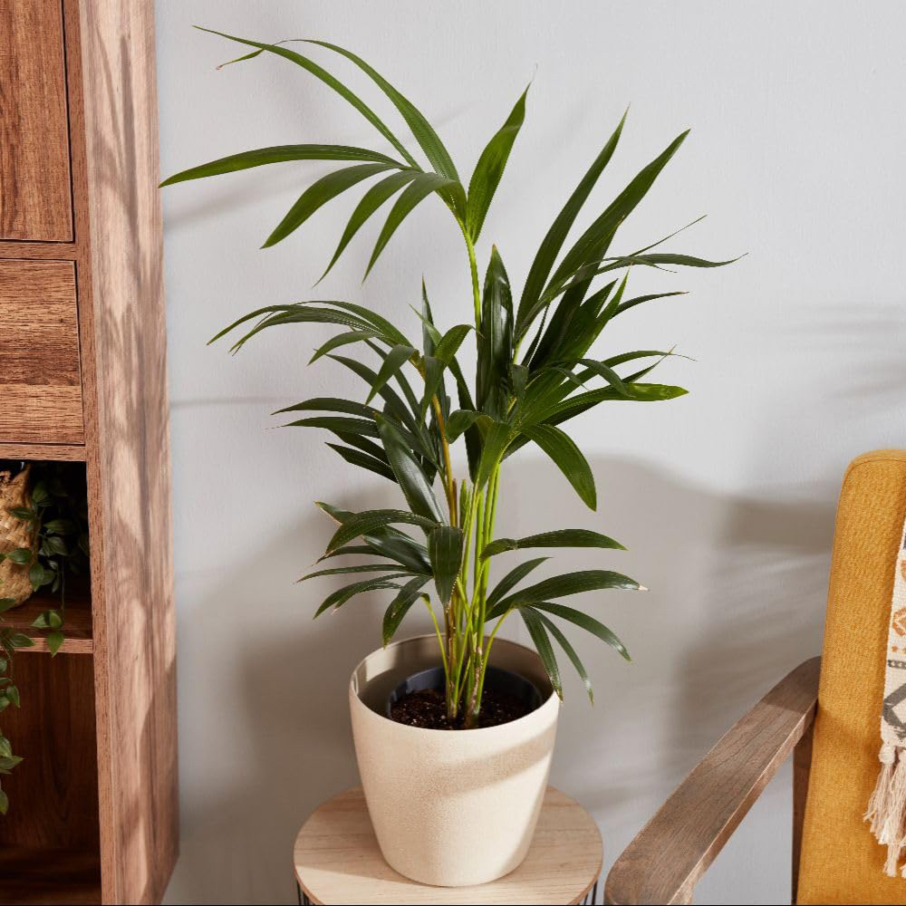 Thompson & Morgan Kentia Palm Howea Forsteriana Plant Pot 24cm 2 Pack Image 2