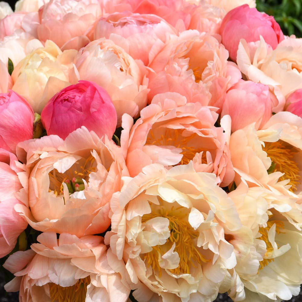 Thompson & Morgan Peony Coral Sunset Bare Root 3 Pack Image 1