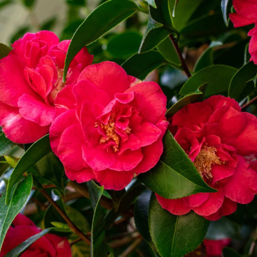Thompson and Morgan Camellia Blooming Wonder Red Gift Plant Pot 15cm 2 Pack Image 1