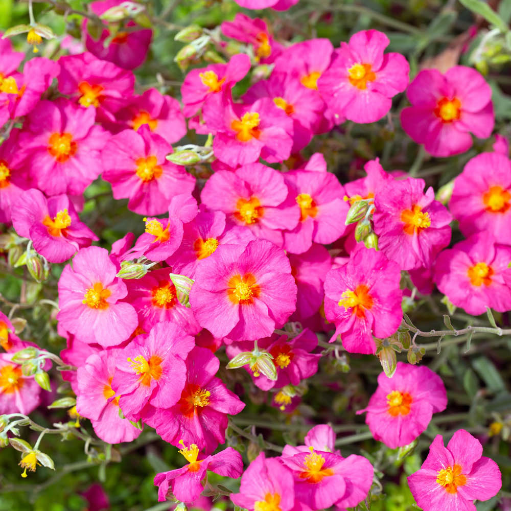 YouGarden Rock Rose Collection Helianthemum Plant Pot 9cm 3 Pack Image 2
