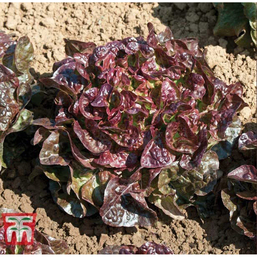 Thompson and Morgan Lettuce Saxo Seeds Image 2