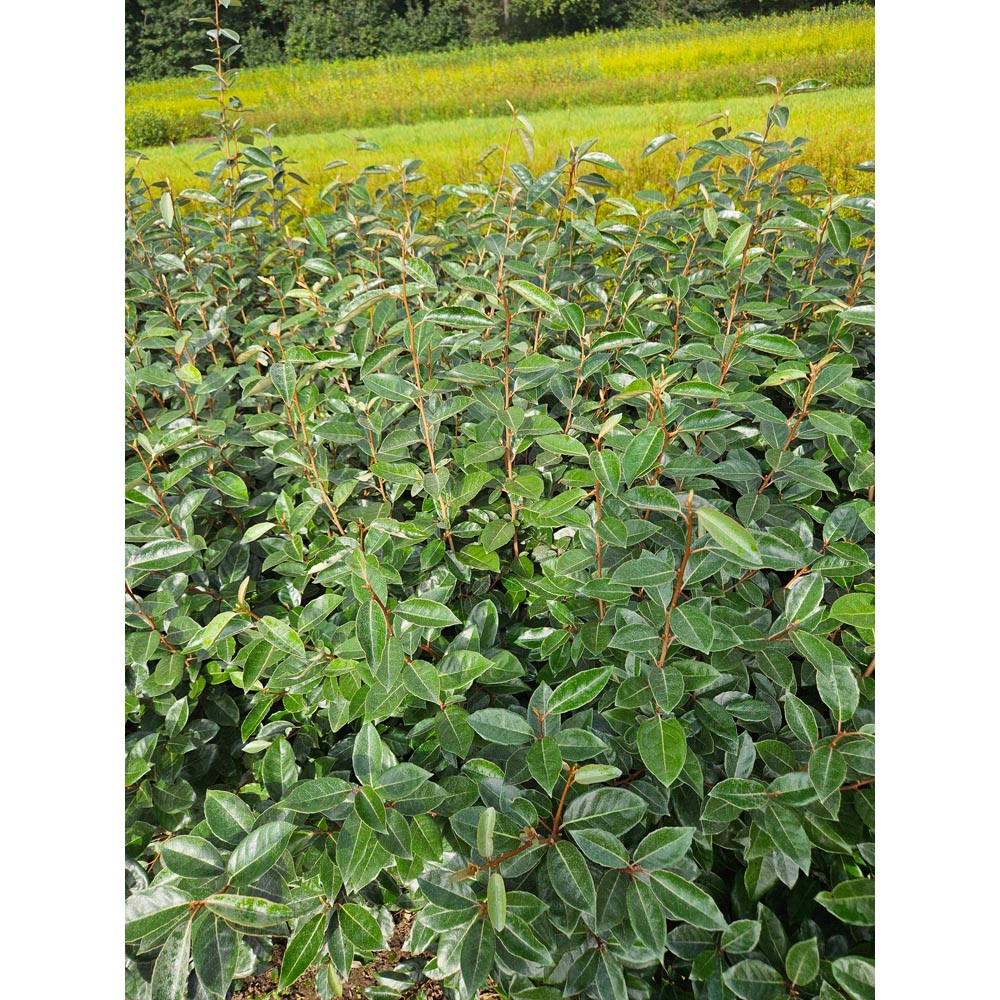 Inspirational Gifting Green Privet Evergreen Bare Root Hedge Plant Sapling 3-4ft 10 Pack Image 5