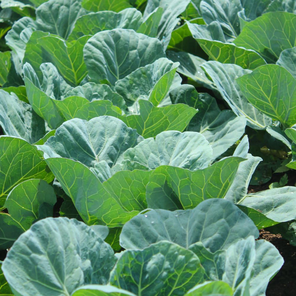 Thompson & Morgan Collard Hi-Crop F1 Seeds Image 1
