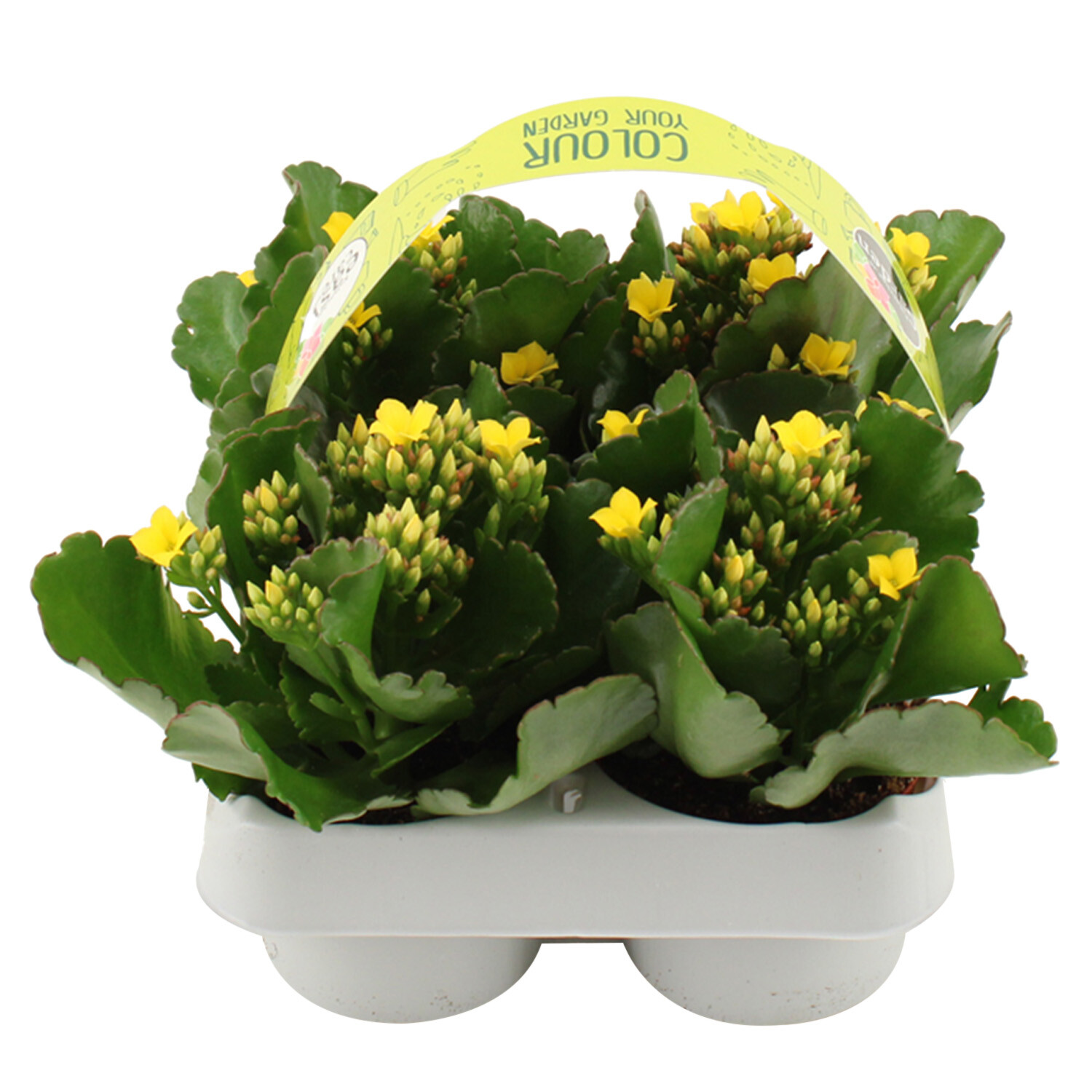 Kalanchoe Plants Carry Pack - Yellow Image