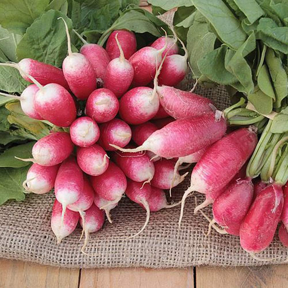 Thompson & Morgan Radish French Breakfast 4 Francis 400 Seeds Packet Image 1
