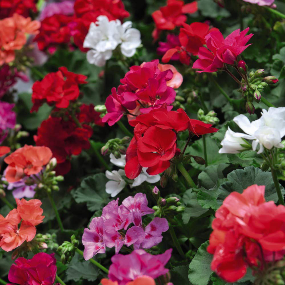 Thompson and Morgan Container Collection Mixed Plant Plug 24 Pack Image 3