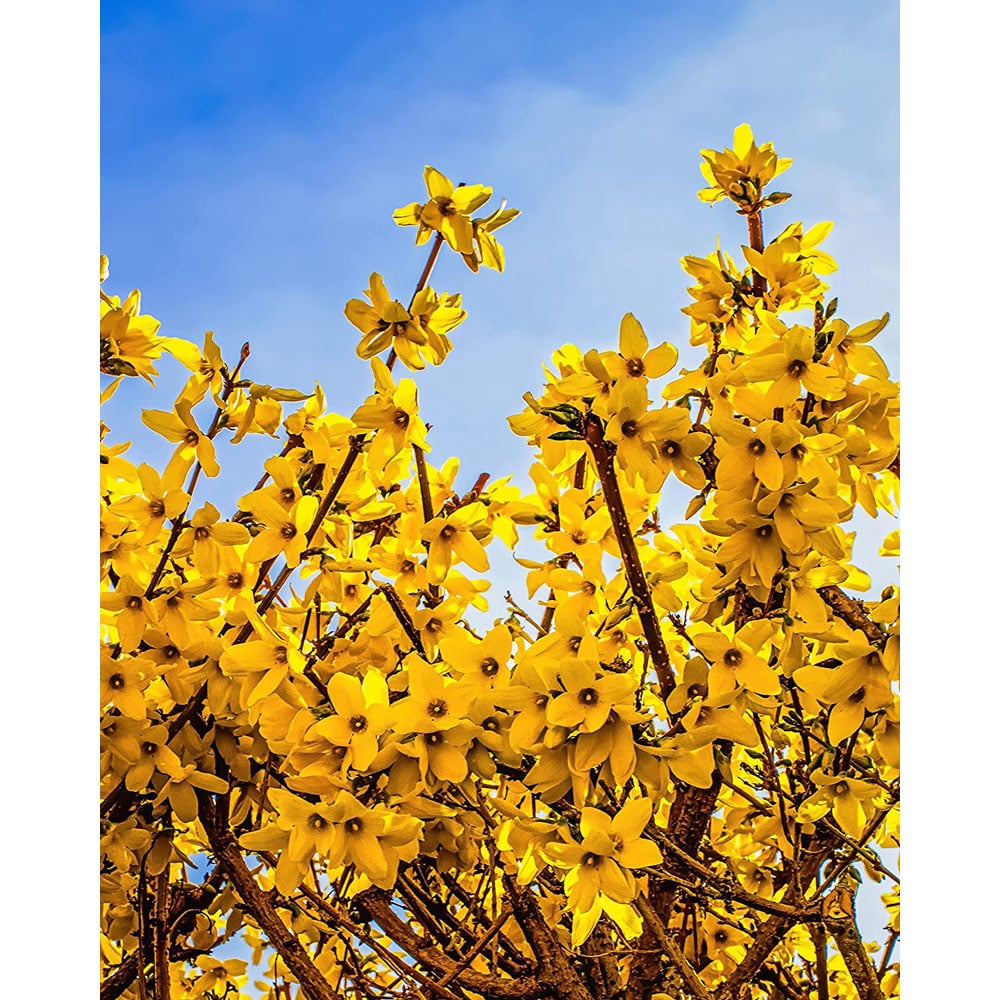 Inspirational Gifting Forsythia Bare Root Hedge Plant Sapling 3ft 5 Pack Image 2