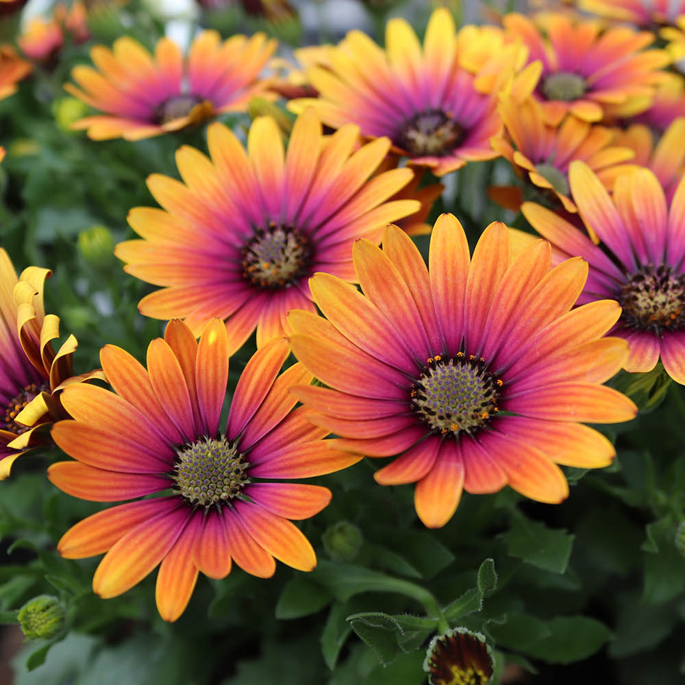 YouGarden Osteospurmum Purple Sun Plant Pot 9cm 6 Pack Image 2