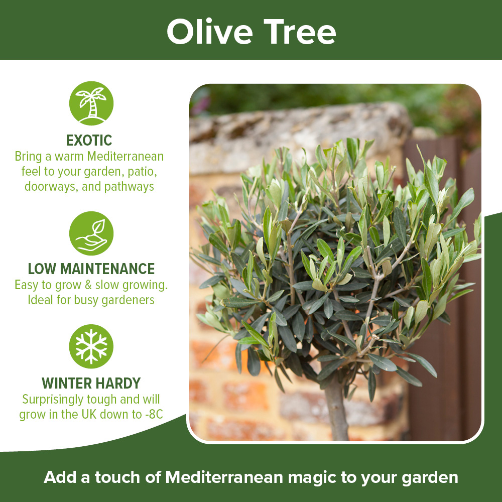 YouGarden Standard Olive Tree Pot Image 3